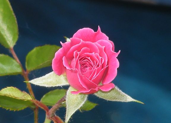 Marriotta photo mar2014_06120038_zps5b8ef783.jpg